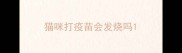 猫咪打疫苗会发烧吗