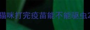 猫咪打完疫苗能不能驱虫