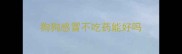 狗狗感冒不吃药能好吗