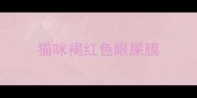 猫咪褐红色眼屎膜