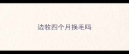 边牧四个月换毛吗