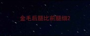 金毛后腿比前腿细