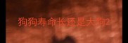 狗狗寿命长还是大狗