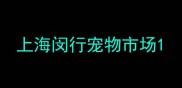 上海闵行宠物市场