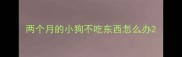两个月的小狗不吃东西怎么办