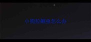小狗拉蛔虫怎么办