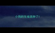 小狗的生殖器肿了