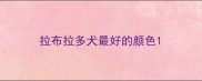 拉布拉多犬最好的颜色