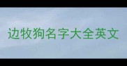边牧狗名字大全英文