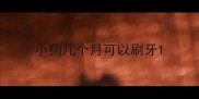 小狗几个月可以刷牙