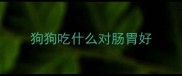 狗狗吃什么对肠胃好