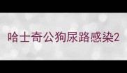 哈士奇公狗尿路感染