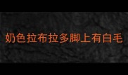 奶色拉布拉多脚上有白毛