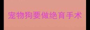 宠物狗要做绝育手术