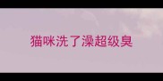 猫咪洗了澡超级臭