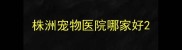 株洲宠物医院哪家好