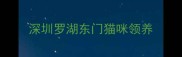 深圳罗湖东门猫咪领养