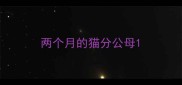 两个月的猫分公母