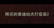 刚买的泰迪幼犬打疫苗