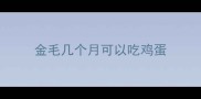 金毛几个月可以吃鸡蛋