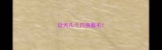 幼犬几个月换胎毛