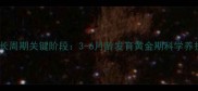 狗狗生长周期关键阶段3-6月龄发育黄金期科学养护指南