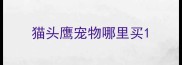 猫头鹰宠物哪里买