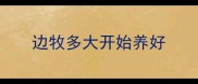 边牧多大开始养好