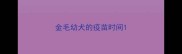 金毛幼犬的疫苗时间