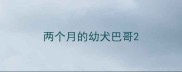 两个月的幼犬巴哥