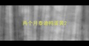 两个月泰迪鸭蛋黄