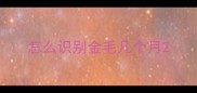 怎么识别金毛几个月