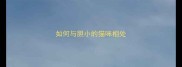 如何与胆小的猫咪相处