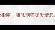 哺乳期猫咪发情期自救指南哺乳期猫咪发情怎么办新手妈妈必看