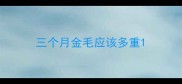 三个月金毛应该多重