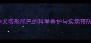 泰迪犬蛋形尾巴的科学养护与疾病预防全