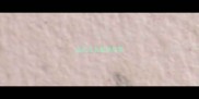 金毛无名登录冠军