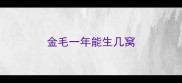 金毛一年能生几窝