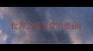 世界上最可爱的泰迪