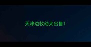 天津边牧幼犬出售
