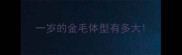 一岁的金毛体型有多大