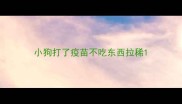 小狗打了疫苗不吃东西拉稀