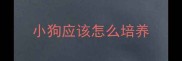 小狗应该怎么培养