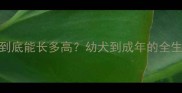 边牧到底能长多高幼犬到成年的全生长指南
