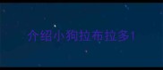 介绍小狗拉布拉多