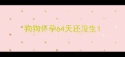 狗狗怀孕64天还没生