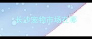 长沙宠物市场在哪