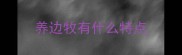 养边牧有什么特点