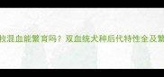 金毛边牧混血能繁育吗双血统犬种后代特性全及繁殖指南