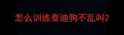 怎么训练泰迪狗不乱叫
